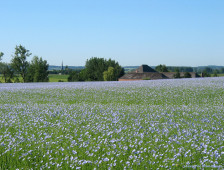 Blühendes Leinfeld